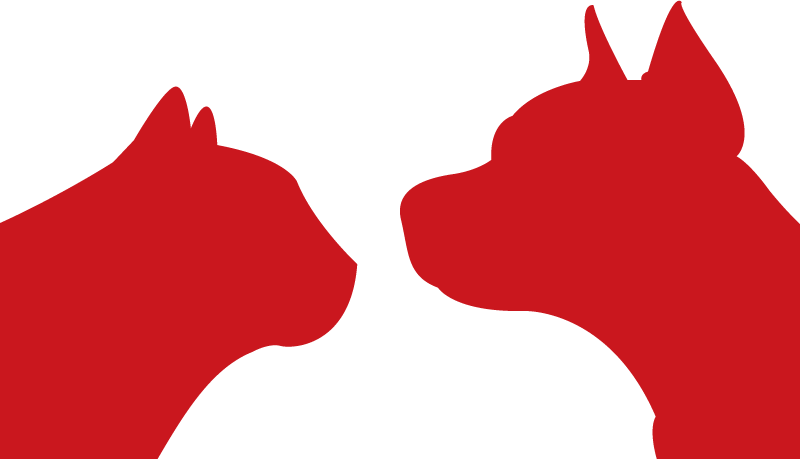 cat and dog