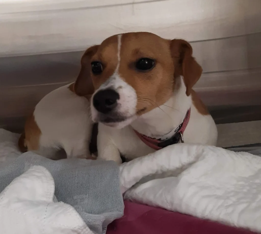 dog healing in wellness clinic
